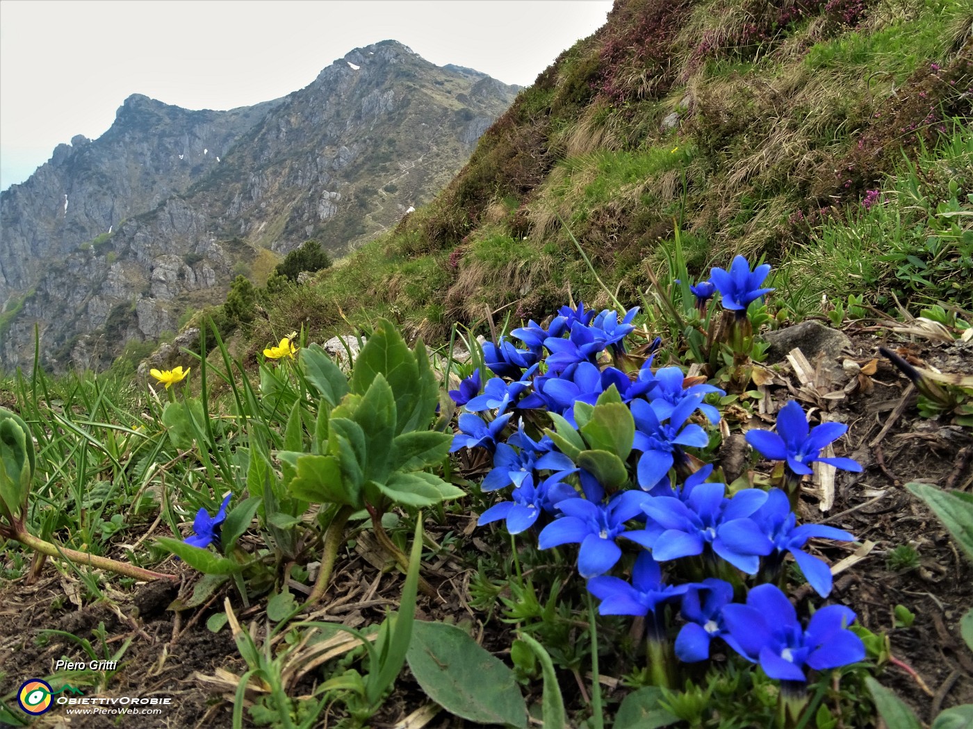 87 Bouquet di genzianelle di primavera (Gentiana verna) con vista in Cancervo al sole.JPG